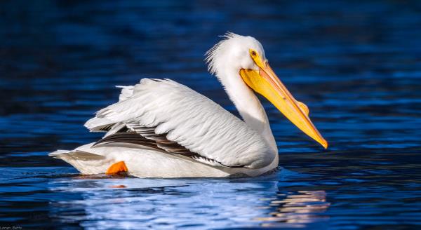 /Images/uploads/Sonoma County Regional Parks Foundation/springlake50/entries/28905thumb.jpg